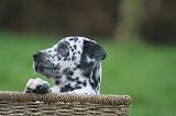 DALMATIEN 505